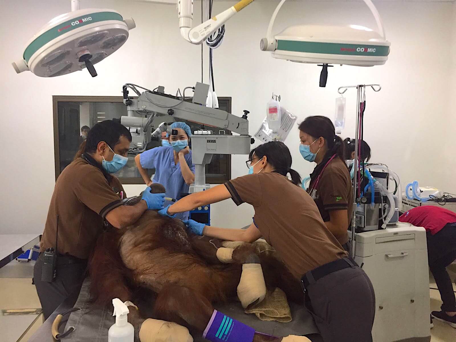 Orangutan Cataract Surgery Singapore Zoo